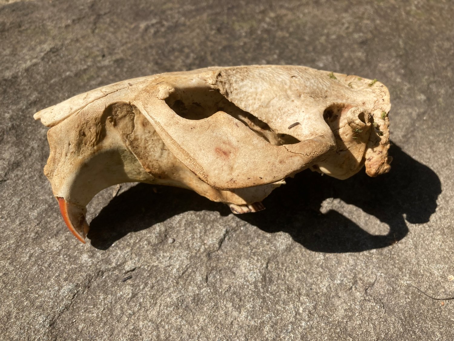 Various views of a beaver skull reveal the prominent incisors that these mammals use to fell trees for constructing dams and lodges and to harvest the inner (cambrium) layer of bark that provides more nourishment to them.